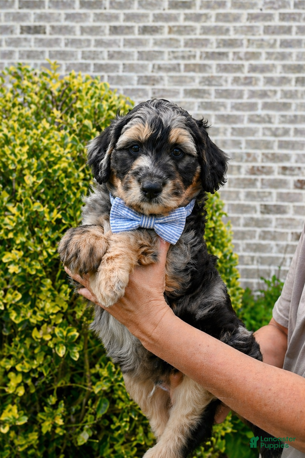 Aussiedoodle dogs Aussiedoodle Puppy 1 - Ad 31