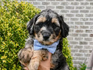 Aussiedoodle dogs Aussiedoodle Puppy 1 - Ad 15