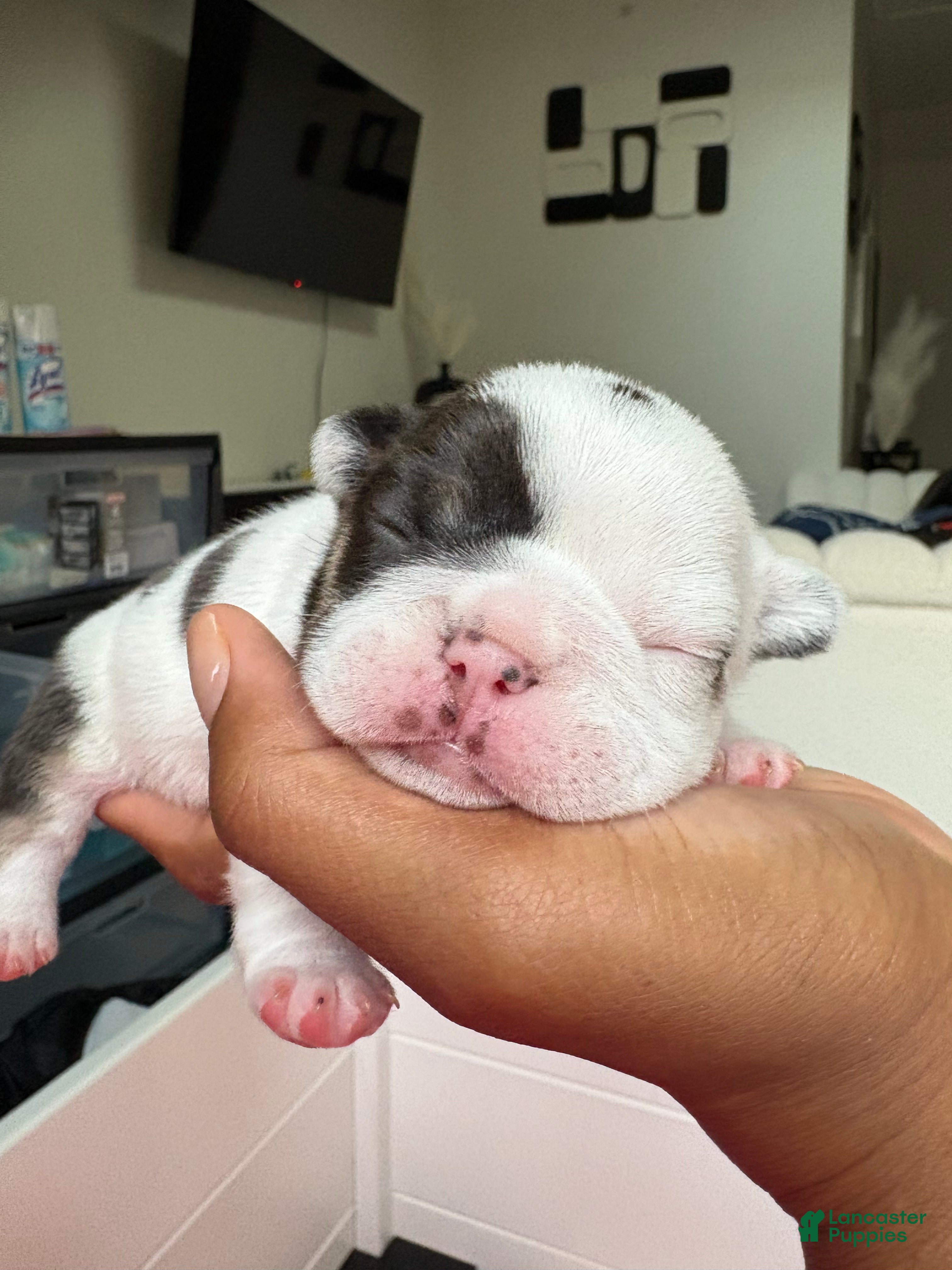 French Bulldog dogs Nola  - Ad 1