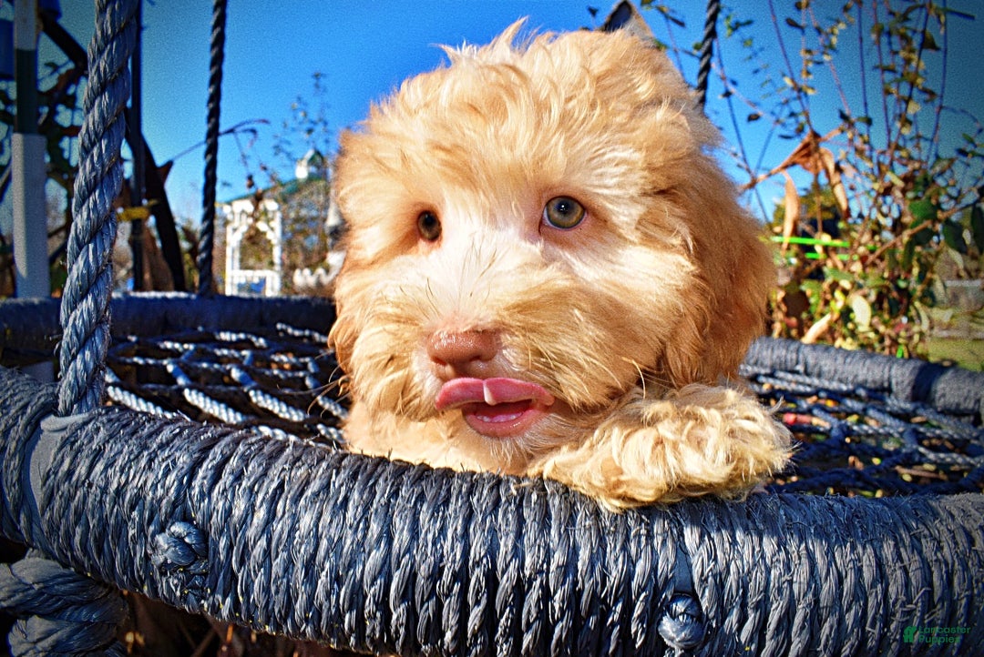 Havapoo dogs for sale: Ringo - Ad 3