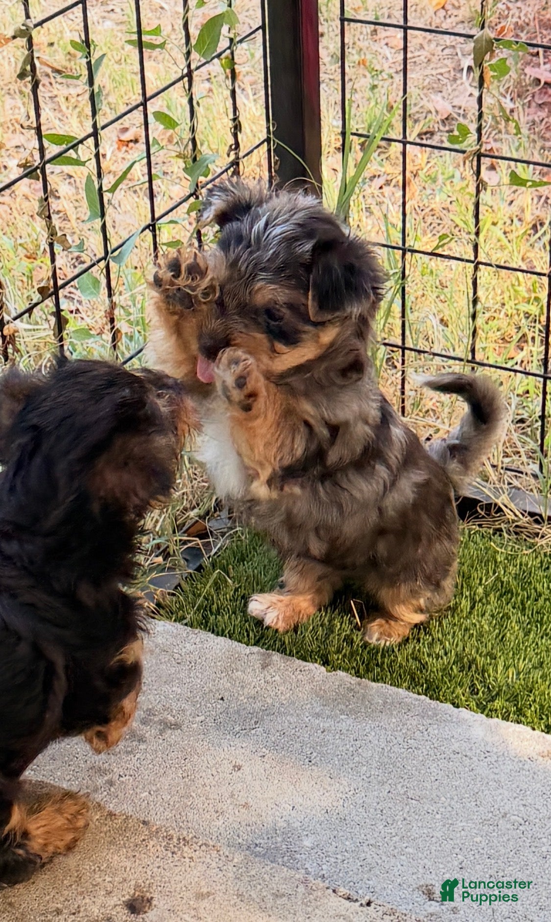 Yorkshire Terrier dogs  2 Ace - Ad 26