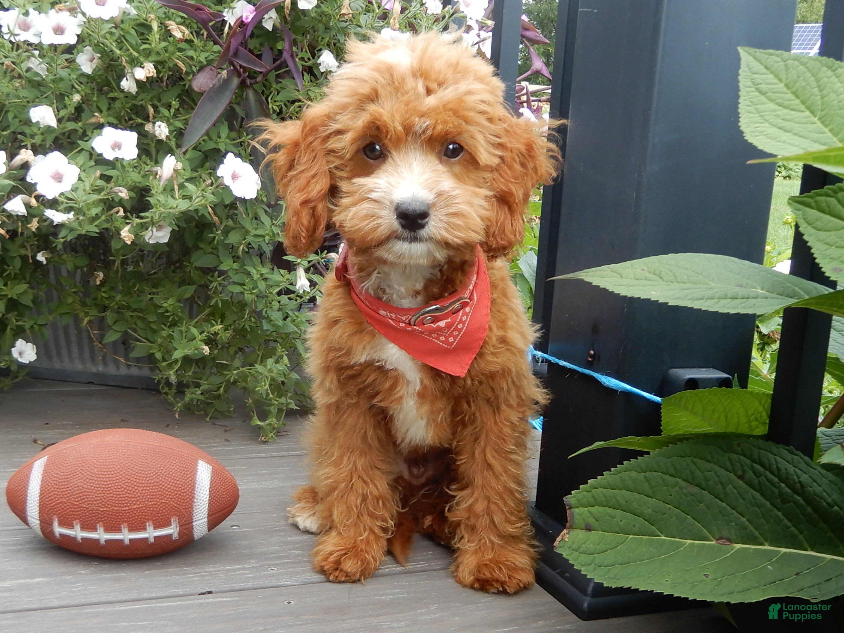 Cavapoo dogs Bud - Ad 1