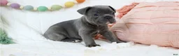 French Bulldog dogs for sale: French Bulldog 4 - Ad 2