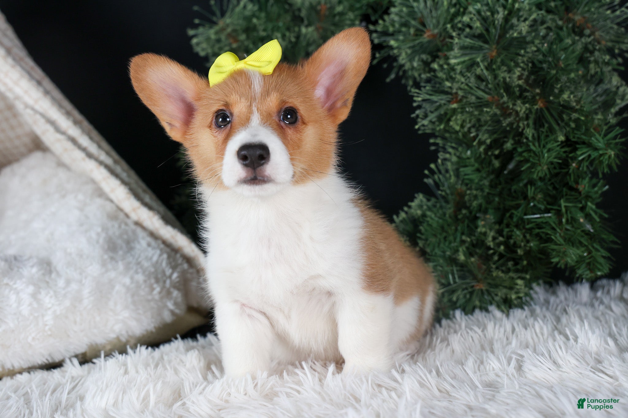 Welsh Corgi Pembroke dogs Izzy - Ad 29
