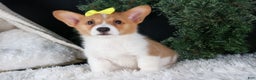 Welsh Corgi Pembroke dogs for sale: Izzy - Ad 1