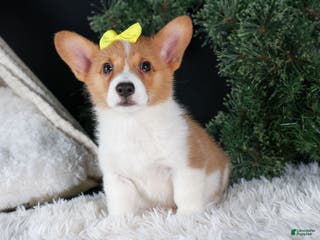 Welsh Corgi Pembroke dogs Izzy - Ad 18