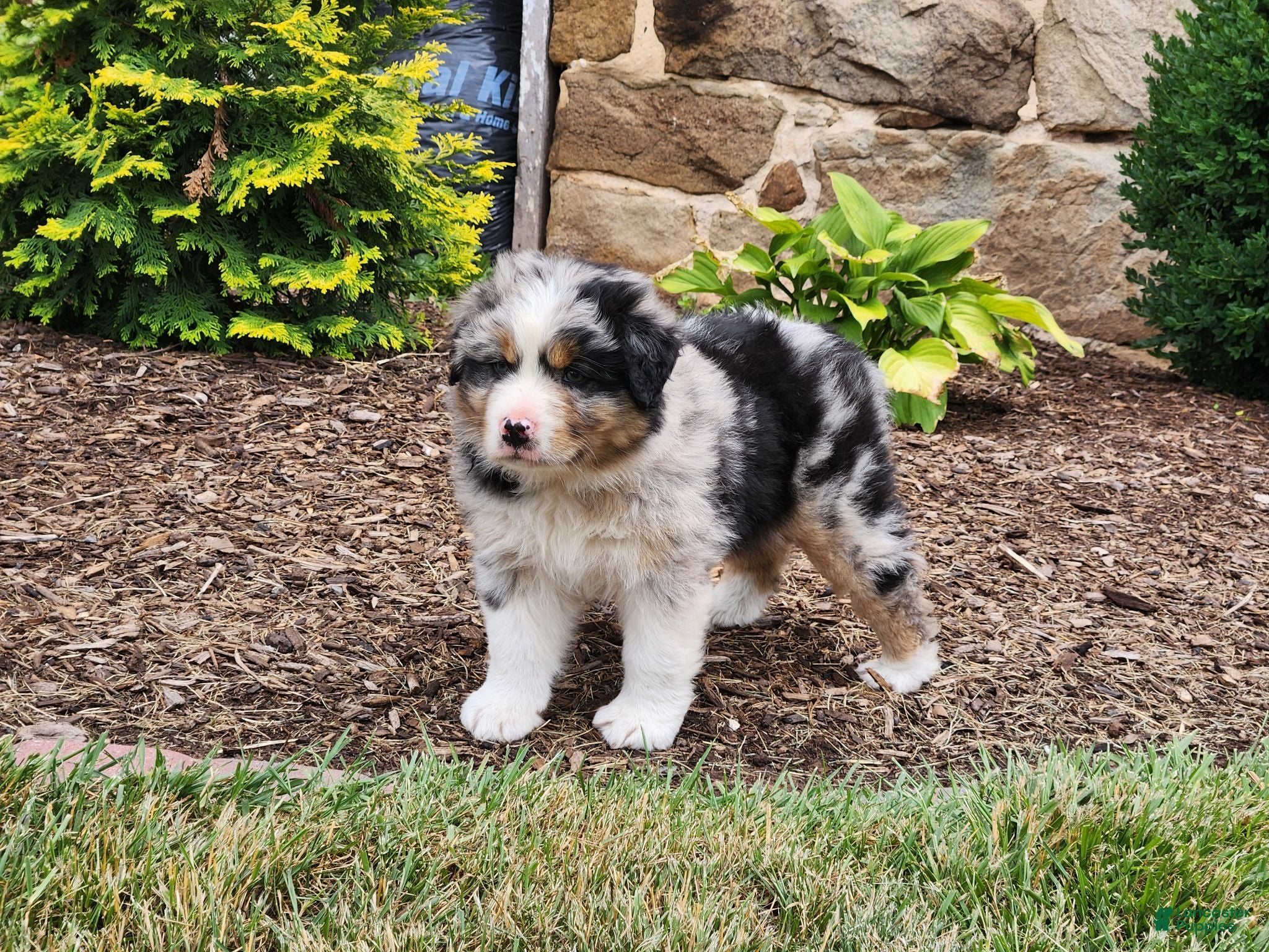 Australian Shepherd dogs Bandit - Ad 2