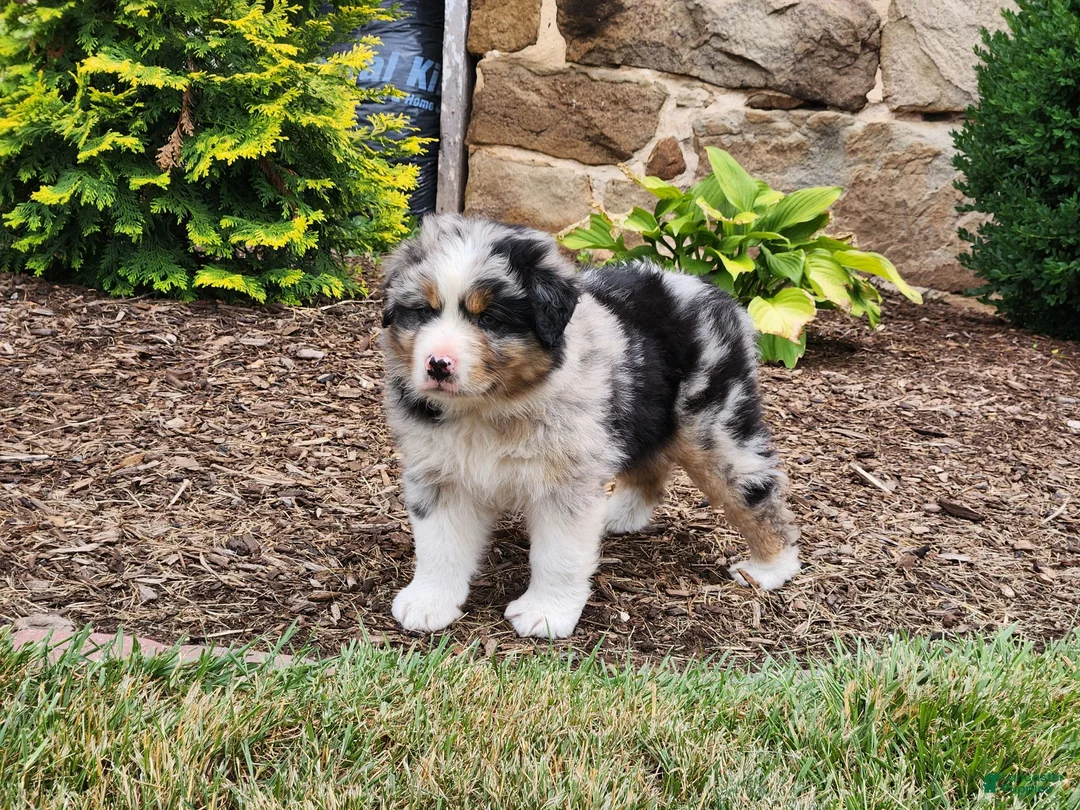 Australian Shepherd dogs for sale: Bandit - Ad 2