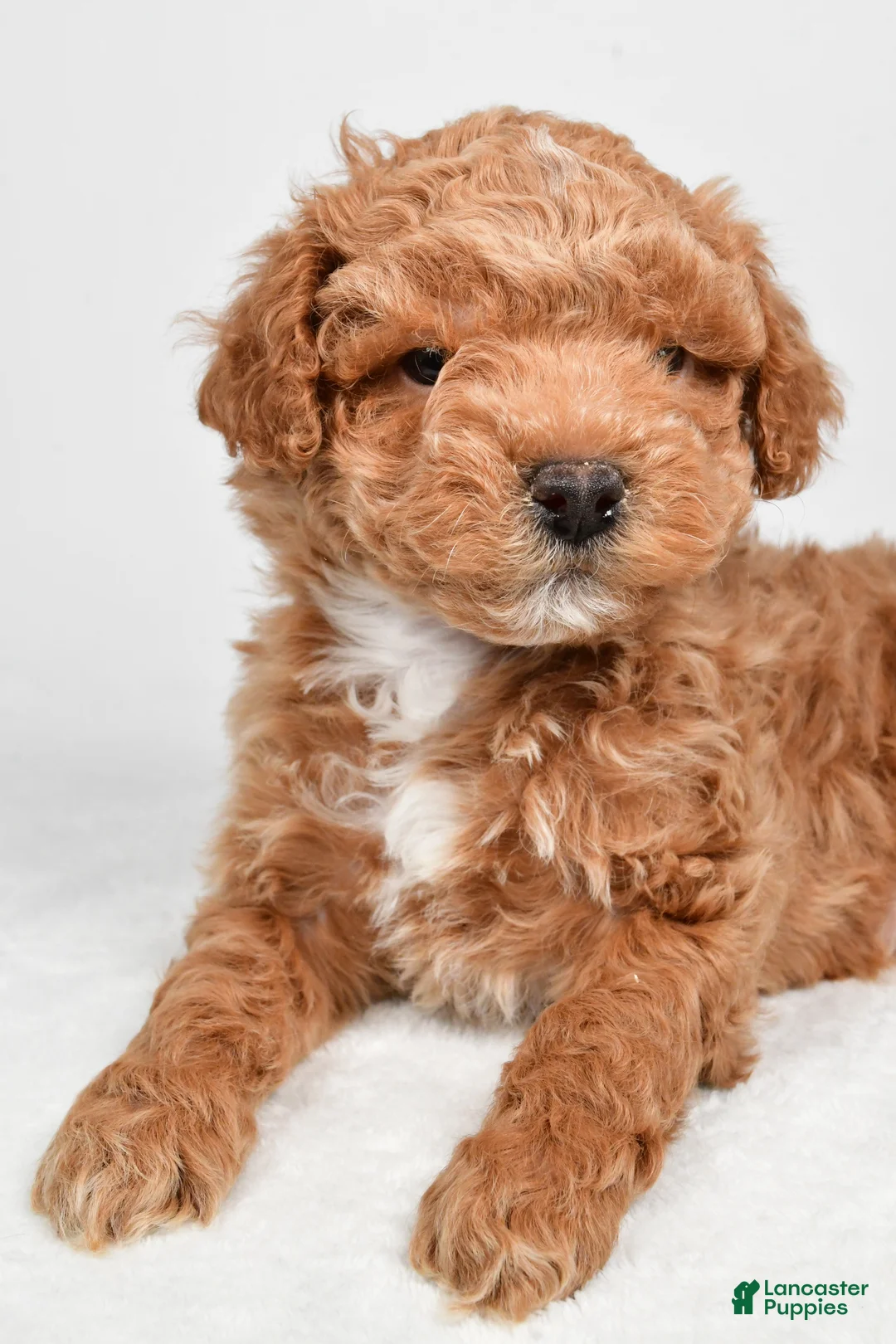 Miniature Poodle dogs for sale: Dakota - Ad 4