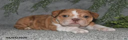 English Bulldog dogs for sale: Alisha - Ad 5