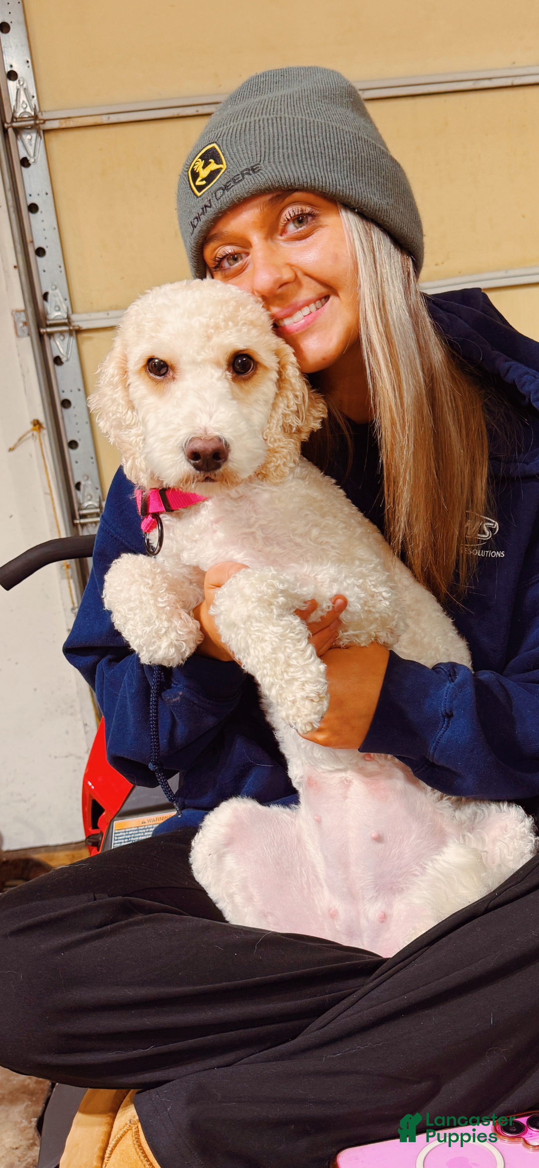 Mixed Breed dogs for sale: puppy 3 - Ad 2