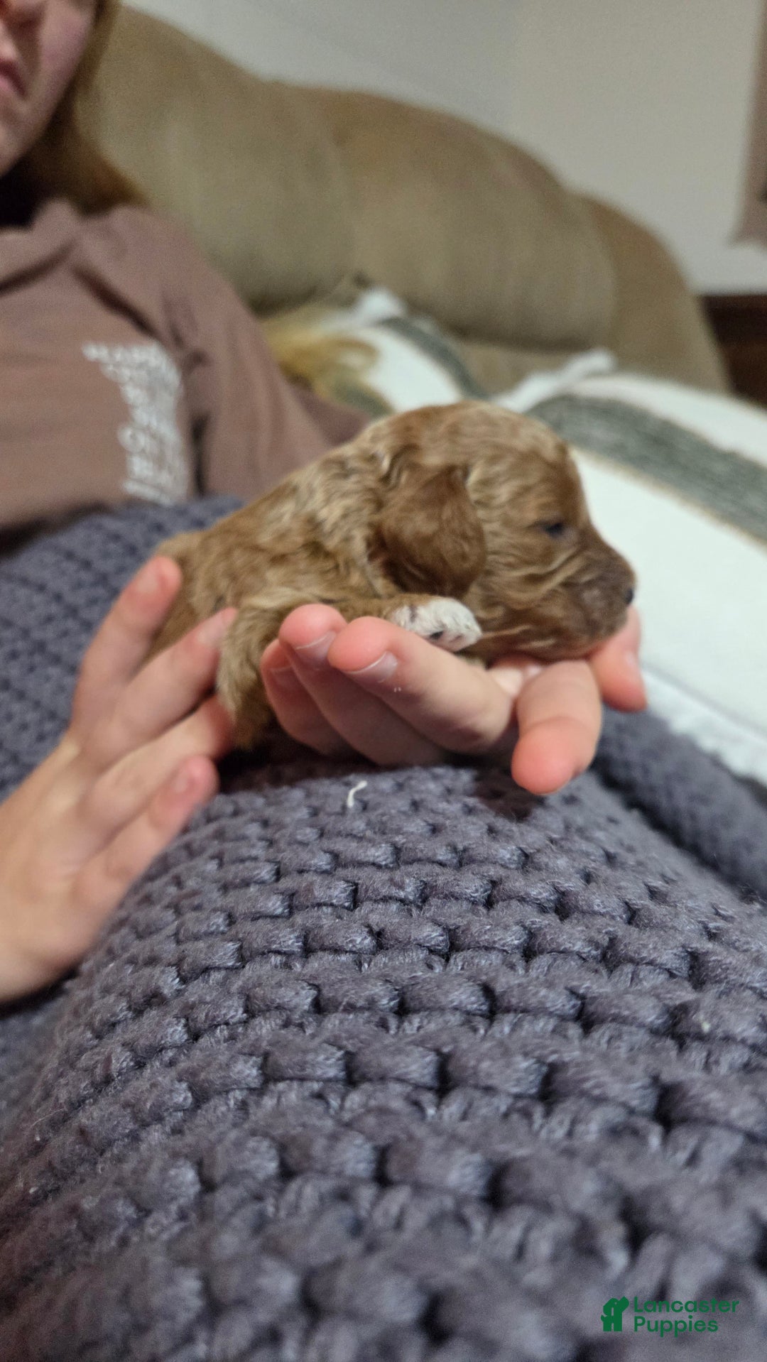 Cavapoo dogs for sale: Dutton  - Ad 3