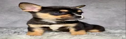 Mixed Breed dogs for sale: Miss Sadie  - Ad 3