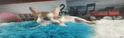 Chihuahua dogs for sale: Male teacup chihuahua.  Hand Delivery  - Ad 4