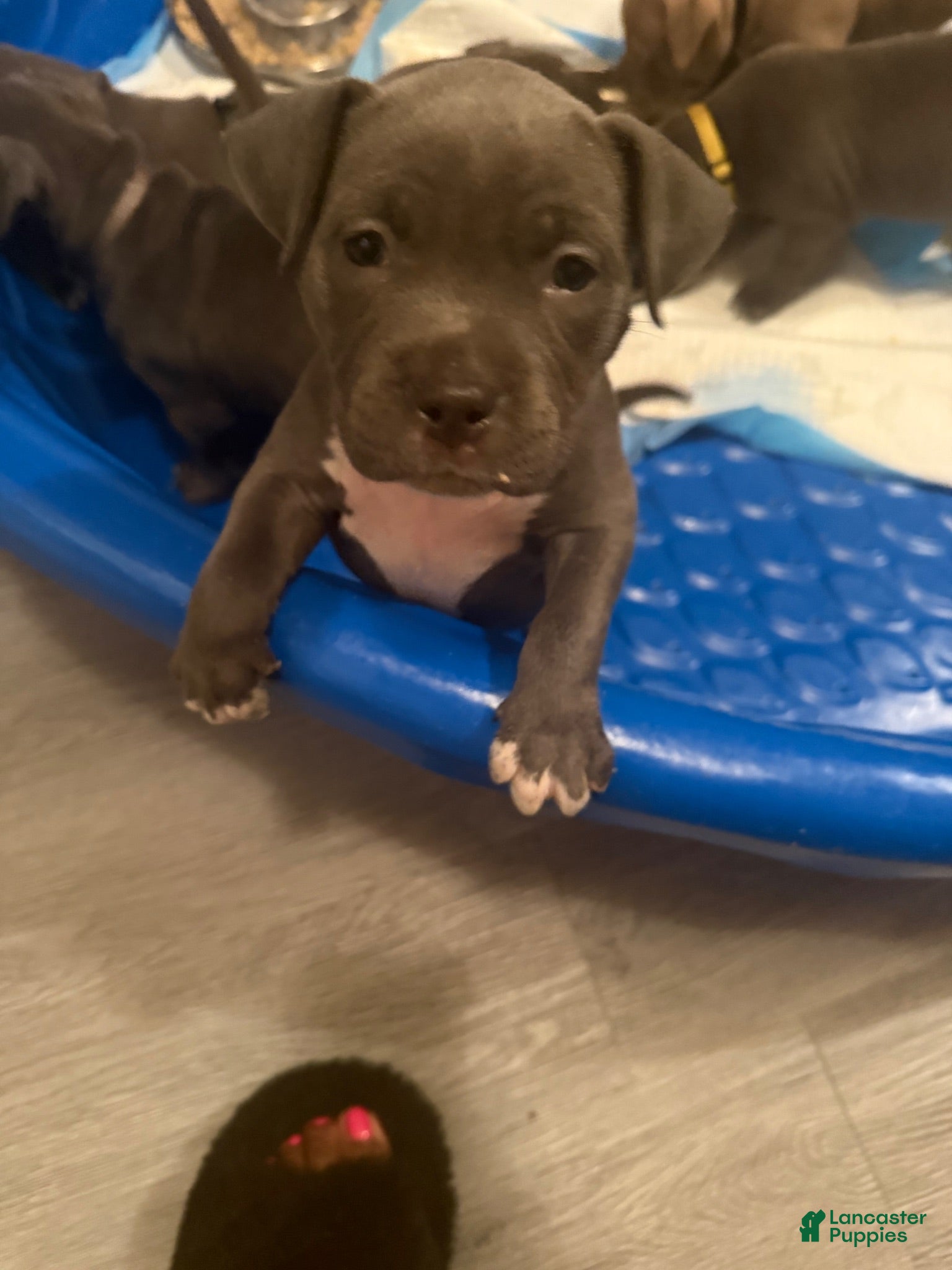 American Bully dogs American Bully 2 - Ad 9