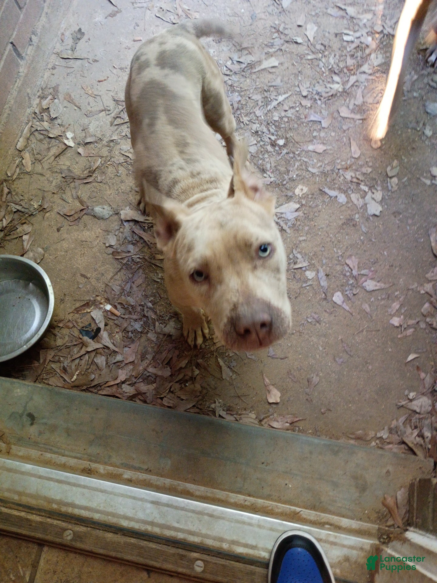 Mixed Breed dogs Mixed Breed Puppy 1 - Ad 6