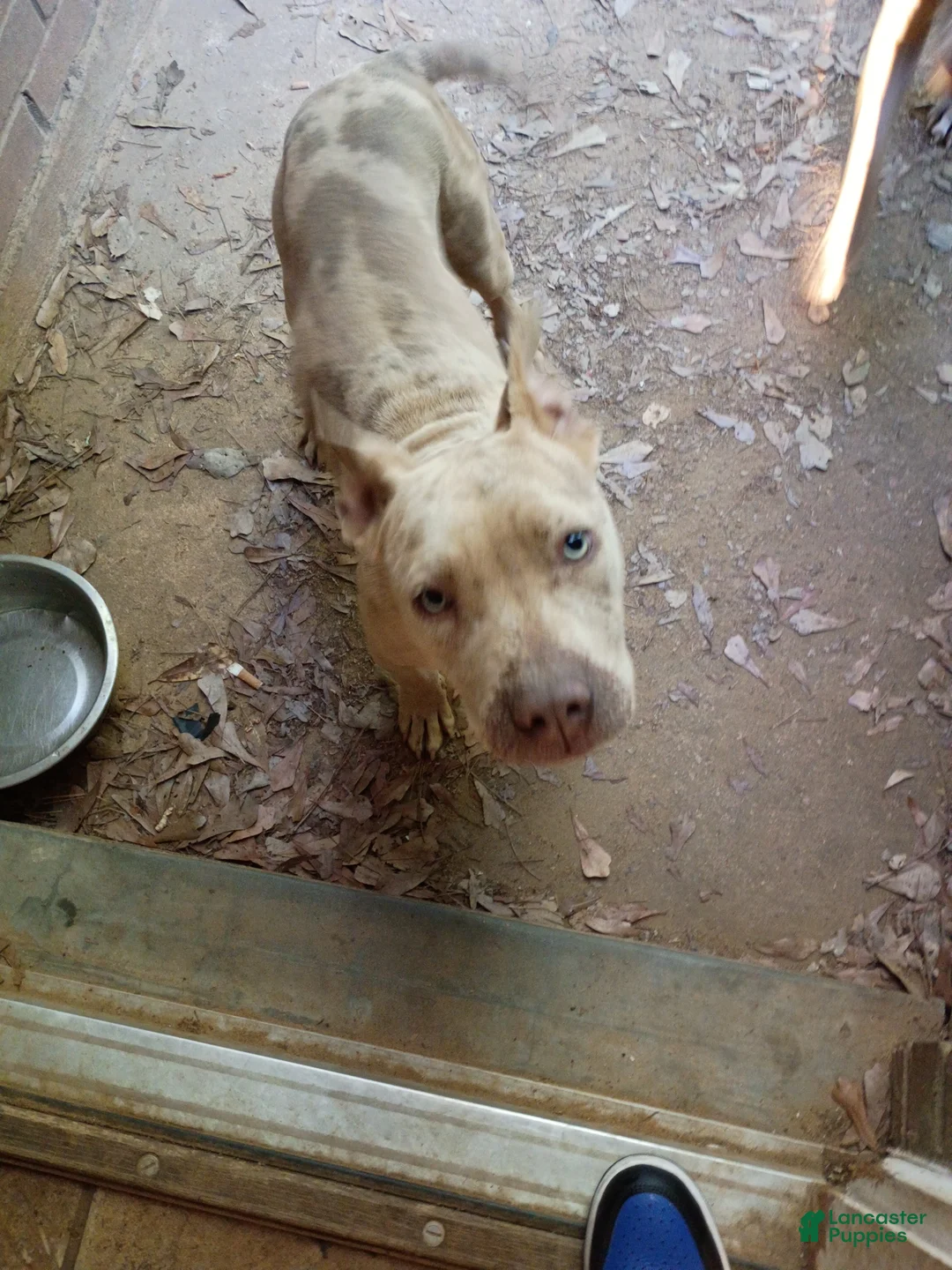 Mixed Breed dogs for sale: Mixed Breed Puppy 1 - Ad 1