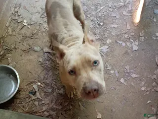 Mixed Breed dogs Mixed Breed Puppy 1 - Ad 8