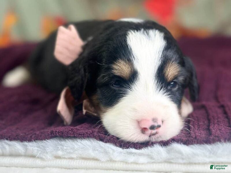Bernedoodle dogs Isabelle - Ad 2