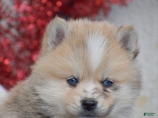 Pomsky dogs Smokey - Ad 31