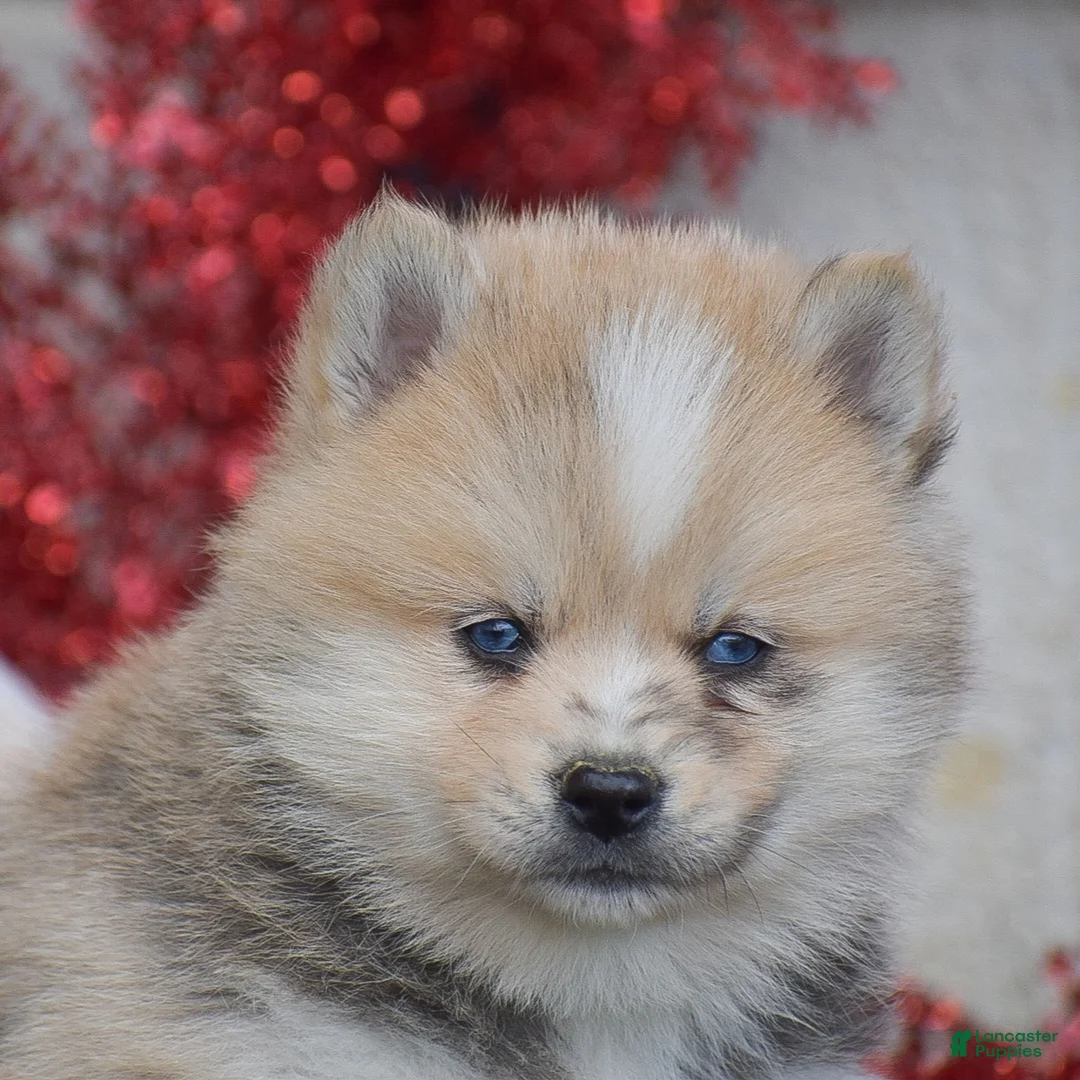 Pomsky dogs for sale: Smokey  - Ad 1