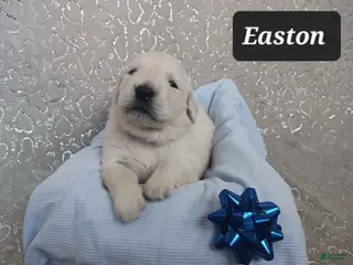 Golden Retriever dogs for sale: Easton - Ad 3