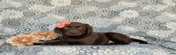 Labrador Retriever dogs for sale: Belinda - Ad 5