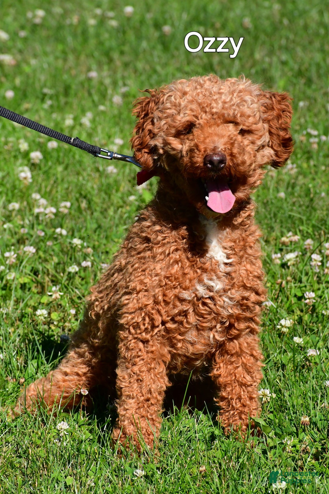 Cavapoo dogs for sale: Sasha - Ad 8