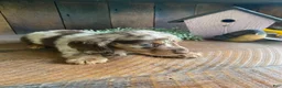 Miniature Dachshund dogs for sale: Chuck - Ad 14
