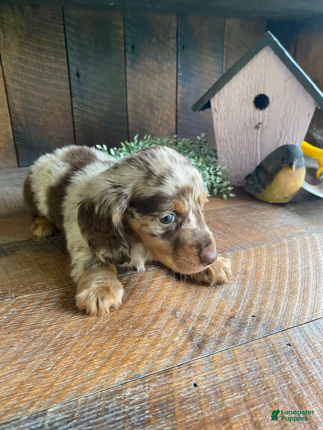 Miniature Dachshund dogs for sale: Chuck - Ad 14