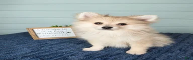 Caspian 