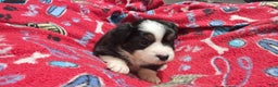 Miniature Australian Shepherd dogs for sale: Cake - Ad 1