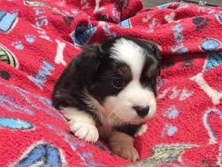 Miniature Australian Shepherd dogs Cake - Ad 7