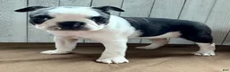 Boston Terrier dogs for sale: Crystal Female Boston Terrier - Ad 6