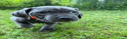 Cane Corso dogs for sale: Cane Corso 8 - Ad 3