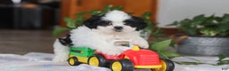 Shih Tzu dogs for sale: Gordon - Ad 10