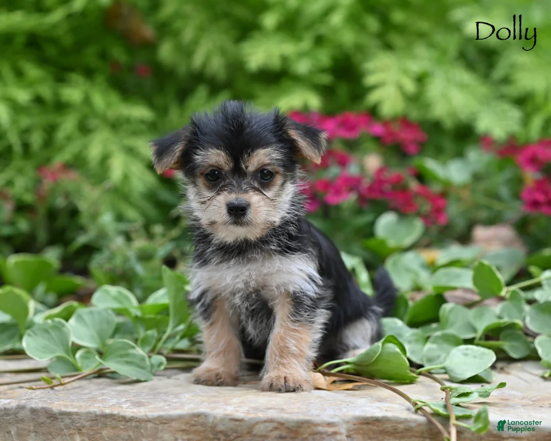 Morkie dogs for sale: Dolly - Ad 1
