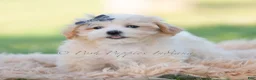 Maltipoo dogs for sale: cash - Ad 3