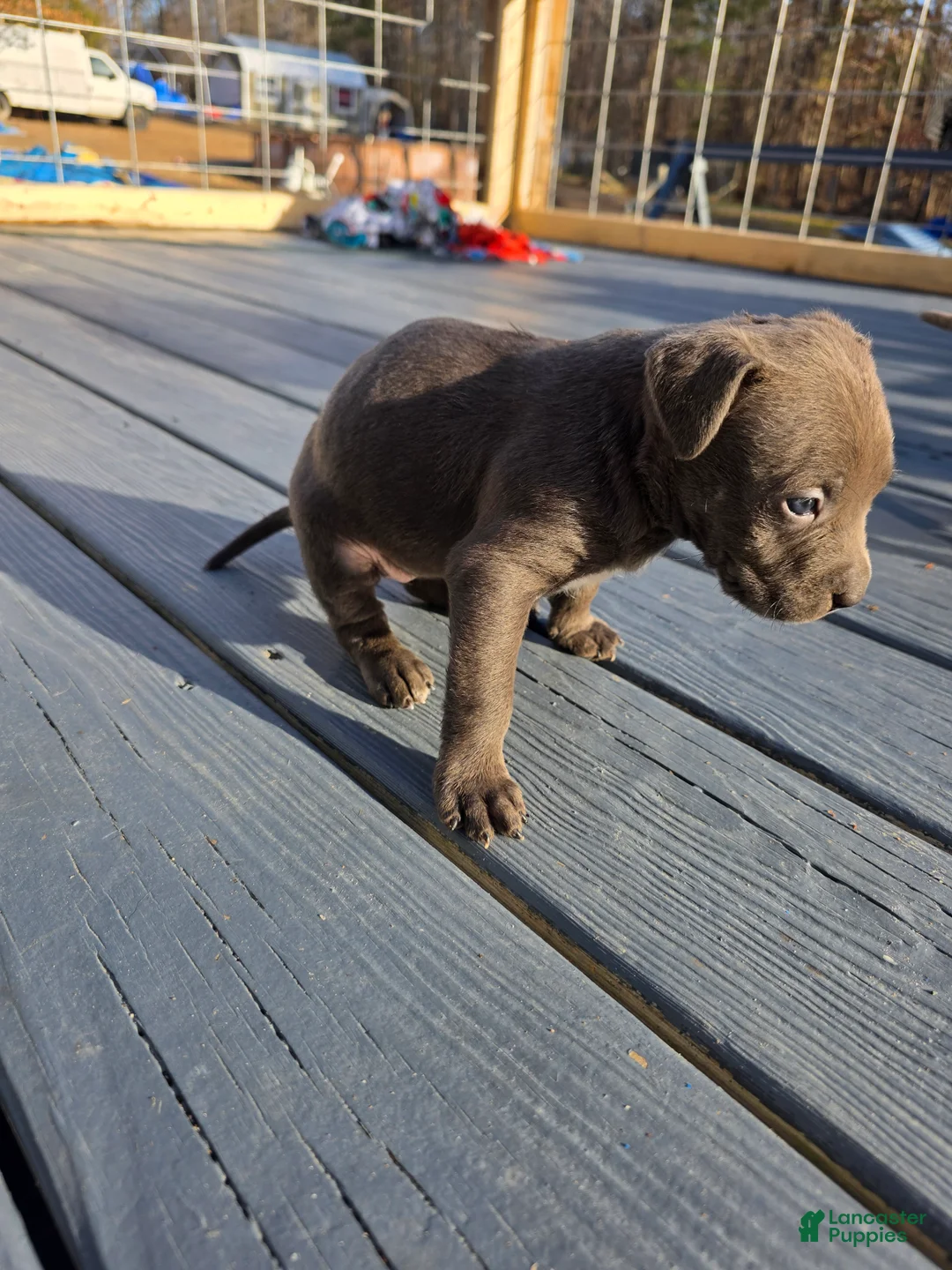 American Staffordshire Terrier dogs for sale: American Staffordshire Terrier Puppy 5 - Ad 5