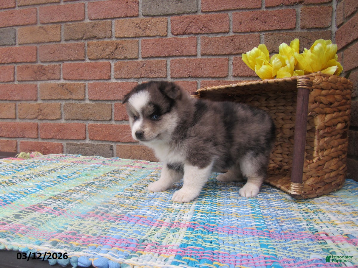 Pomsky dogs Bailey - Ad 2
