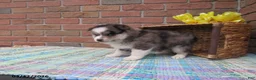 Pomsky dogs for sale: Bailey - Ad 2