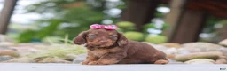Miniature Dachshund dogs for sale: Harvest - Ad 5