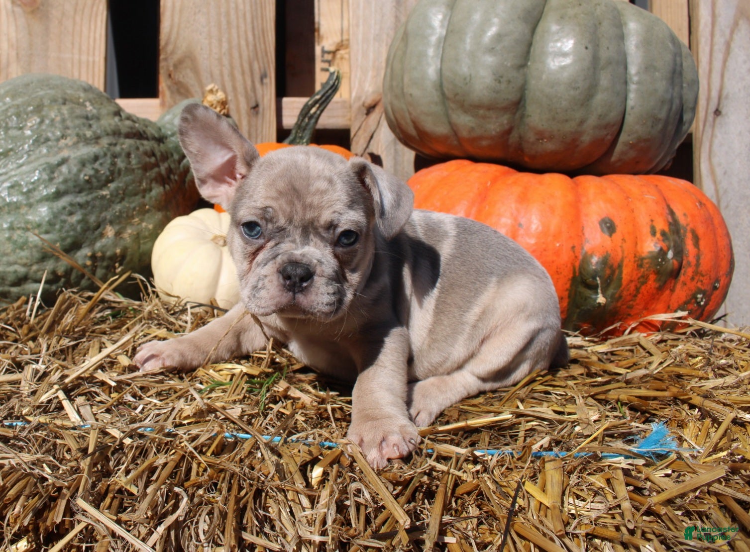 Mixed Breed dogs Beau - Ad 2
