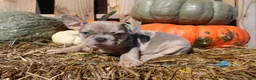 Mixed Breed dogs for sale: Beau - Ad 2