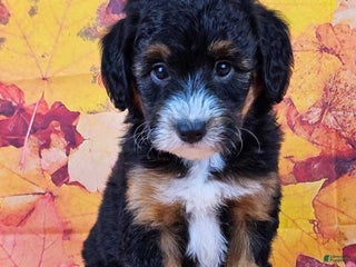 Mini Sheepadoodle dogs - Ad 6
