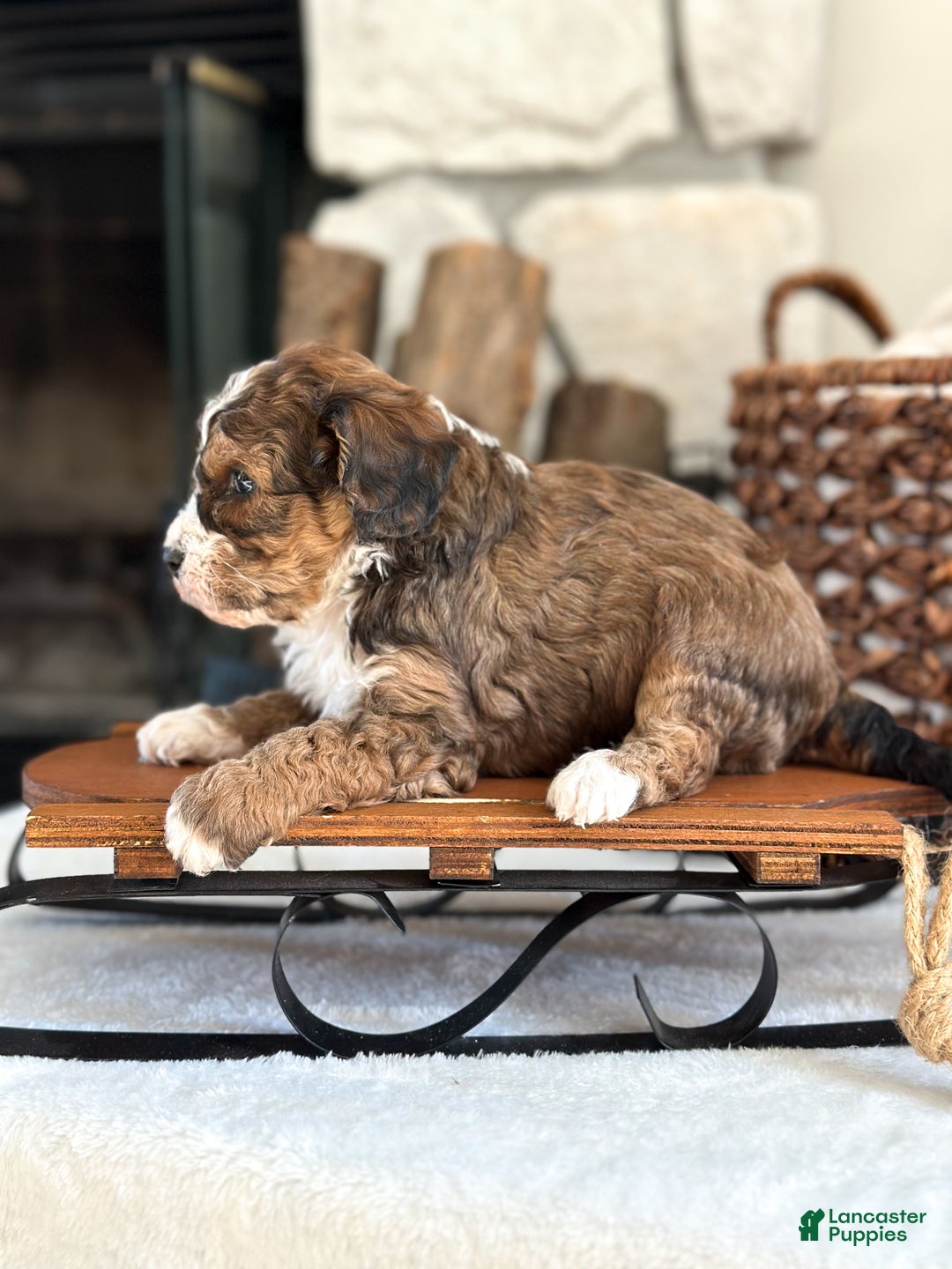 Cavachon dogs for sale: Woody - Ad 5
