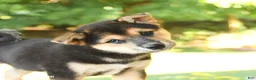 Shiba Inu dogs for sale: Kitkat - Ad 5
