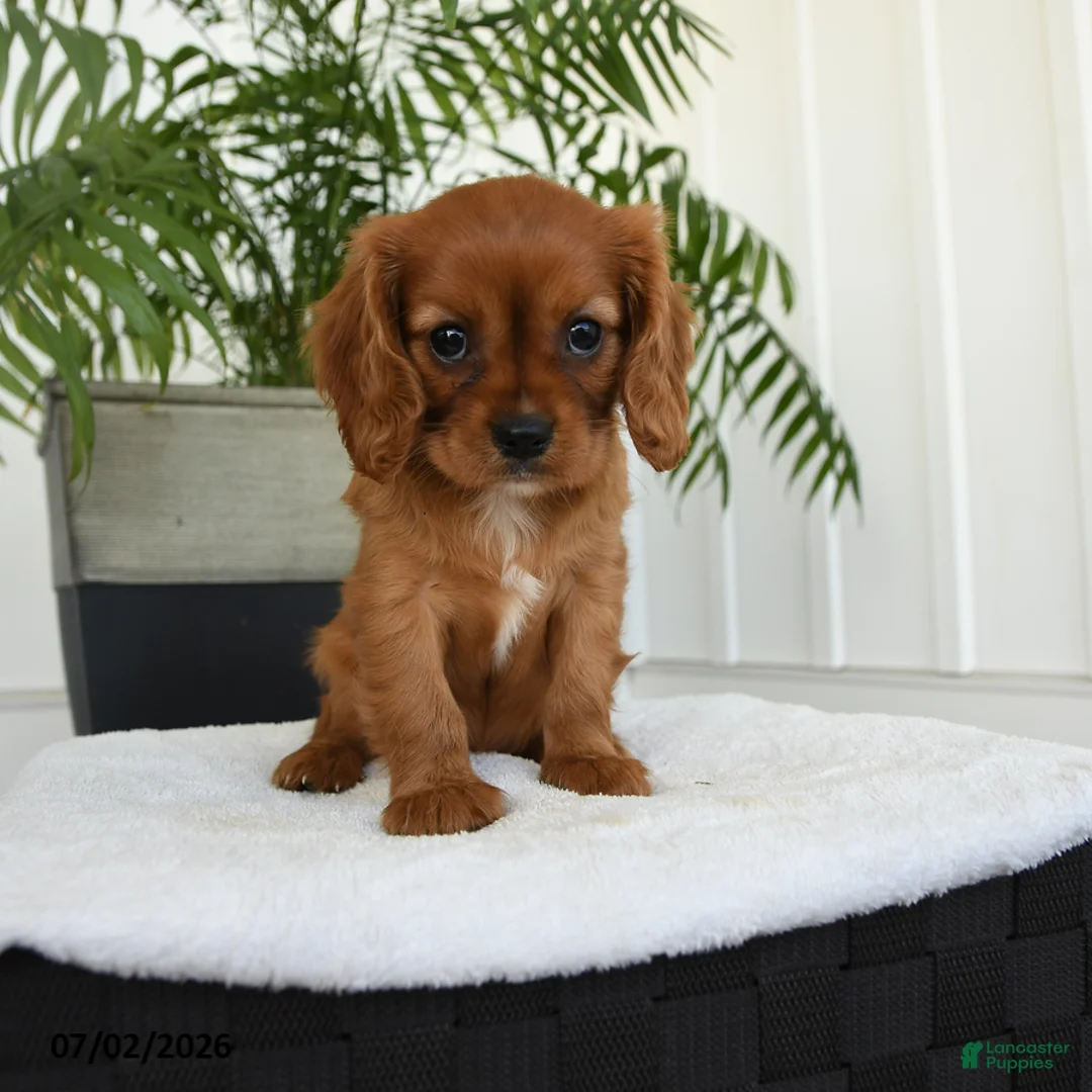 Cavalier King Charles Spaniel dogs for sale: Halo - Ad 2