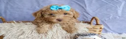 Miniature Poodle dogs for sale: ARCHIE - Ad 12