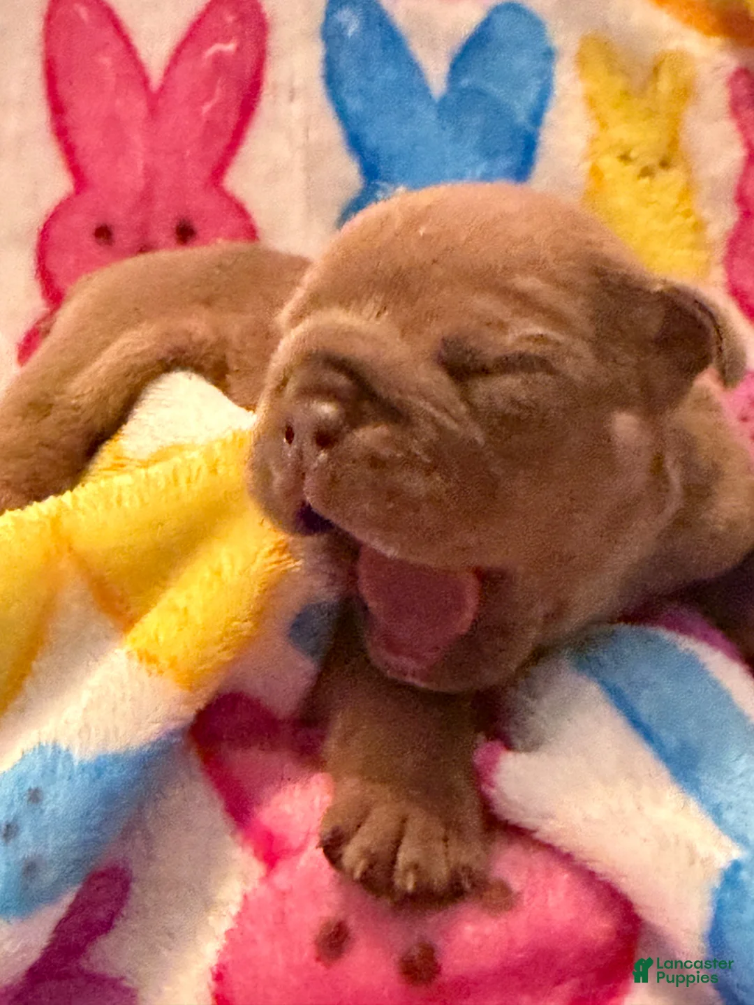 English Bulldog dogs for sale: English Bulldog Puppy 7 - Ad 1